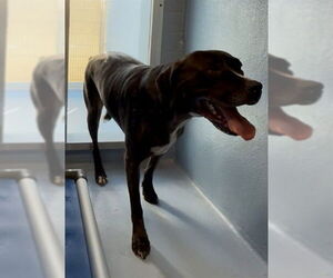 Mutt Dogs for adoption in Downey, CA, USA