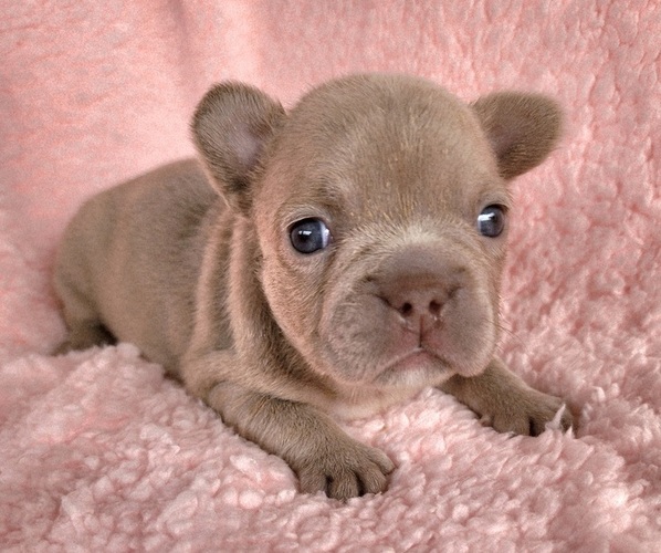 Medium Photo #4 French Bulldog Puppy For Sale in LAS VEGAS, NV, USA