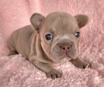 Small #3 French Bulldog