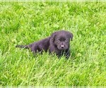 Small #11 Labrador Retriever