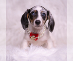 Small #1 Dachshund