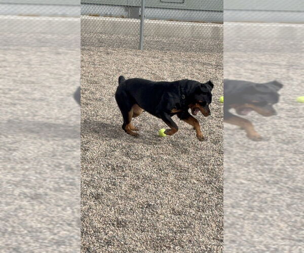Medium Photo #2 Rottweiler Puppy For Sale in Gilbert, AZ, USA