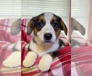 Cardigan Welsh Corgi Puppy for sale in DEARBORN, MO, USA