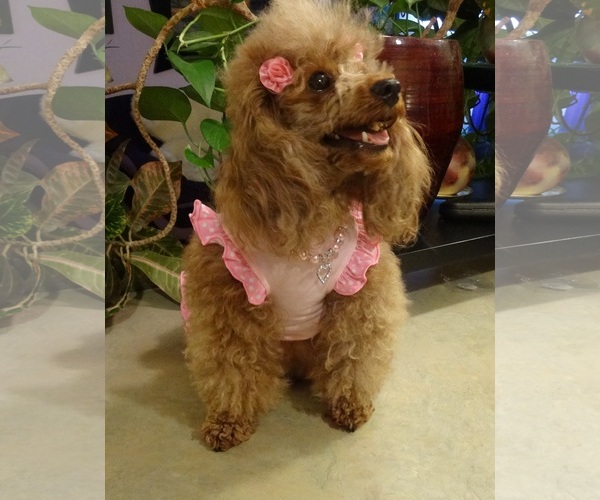 Medium Photo #1 Poodle (Miniature) Puppy For Sale in DENVER, CO, USA