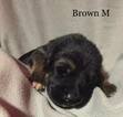 Small Photo #3 German Shepherd Dog Puppy For Sale in COLETA, IL, USA