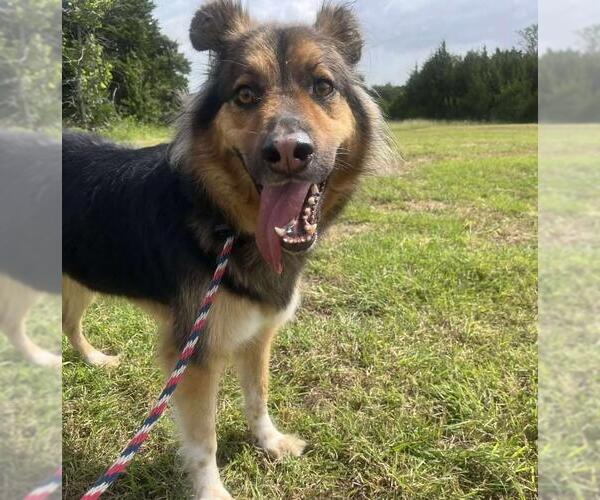 Medium Photo #2 German Shepherd Dog-Huskies  Mix Puppy For Sale in Rockwall, TX, USA