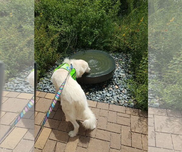 Medium Photo #16 Great Pyrenees-Unknown Mix Puppy For Sale in Houston, TX, USA
