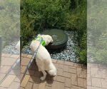 Small #15 Great Pyrenees Mix