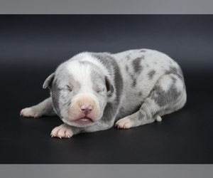 American Bully Puppy for sale in CHAMPAIGN, IL, USA