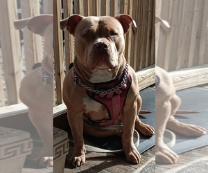 Mother of the American Bully puppies born on 09/22/2025