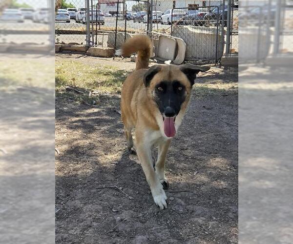 Medium Photo #1 Mutt Puppy For Sale in Chula Vista, CA, USA