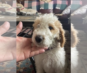 Goldendoodle Puppy for sale in GIBBON, NE, USA