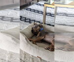 Small #1 American Staffordshire Terrier Mix