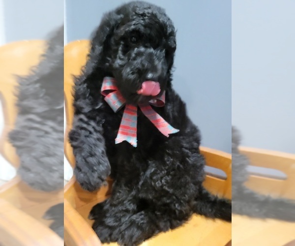 Medium Photo #12 Goldendoodle Puppy For Sale in KANSAS CITY, MO, USA