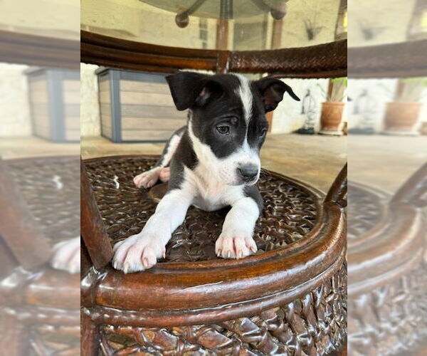 Medium Photo #3 Borador Puppy For Sale in Lakewood, CO, USA