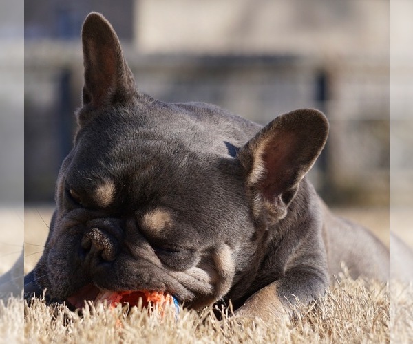 Medium Photo #2 French Bulldog Puppy For Sale in MARIETTA, GA, USA