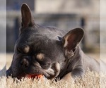 Small #1 French Bulldog