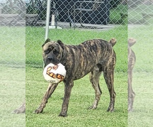 Father of the Cane Corso puppies born on 01/16/2025