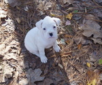 Puppy Bambi Boxer