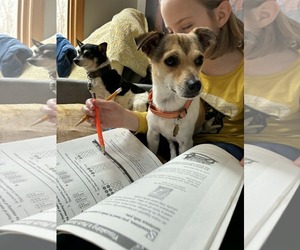 Jack Russell Terrier-Unknown Mix Dogs for adoption in Middlesex, VT, USA