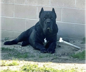Father of the Cane Corso puppies born on 06/02/2021