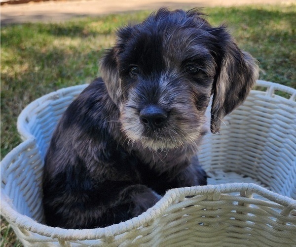 Medium Photo #4 Doodle-Goldendoodle Mix Puppy For Sale in WACO, TX, USA
