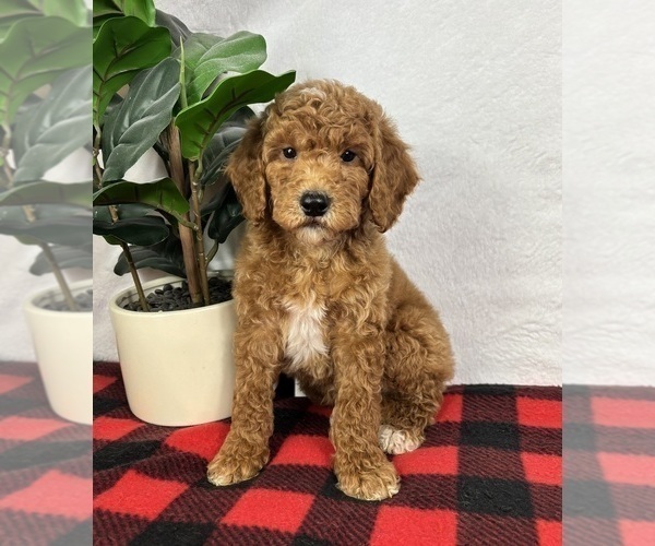 Medium Photo #5 Goldendoodle (Miniature) Puppy For Sale in GREENFIELD, IN, USA