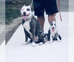 Small Photo #13 American Pit Bull Terrier Puppy For Sale in BUFFALO, NY, USA