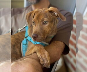 Mutt Dogs for adoption in Mount Laurel, NJ, USA