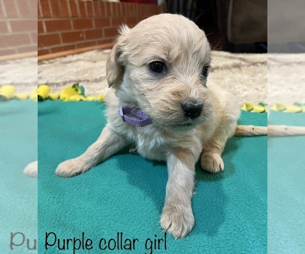 Medium Photo #2 Goldendoodle Puppy For Sale in GARDEN CITY, MO, USA