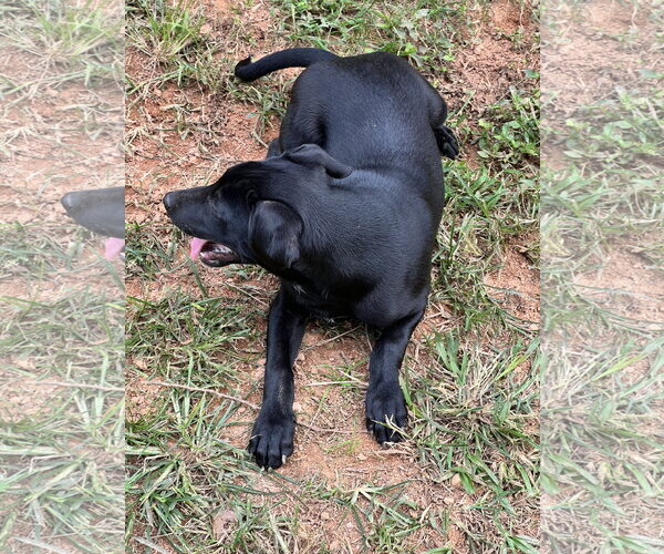 Medium Photo #6 Catahoula Leopard Dog-Labrador Retriever Mix Puppy For Sale in Lakemont, GA, USA