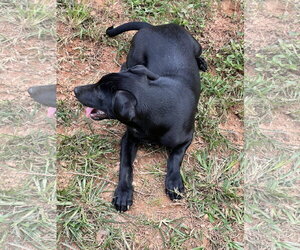 Huey - Male Catahoula Leopard Dog-Labrador Retriever Mix Dog for Adoption - Photo #6