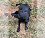 Small Photo #6 Catahoula Leopard Dog-Labrador Retriever Mix Puppy For Sale in Lakemont, GA, USA