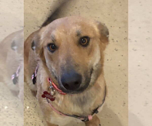 Medium Photo #4 Mutt Puppy For Sale in Andover, MN, USA