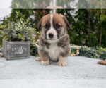 Puppy Micky Pembroke Welsh Corgi