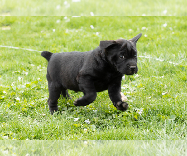 Medium Photo #4 Cocker-Pei Puppy For Sale in MILLERSBURG, IN, USA