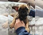 Small Photo #7 French Bulldog Puppy For Sale in SHELDON, WI, USA