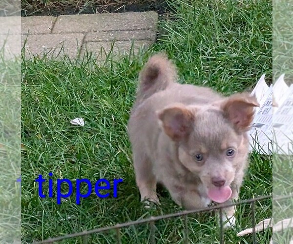Medium Photo #3 Chihuahua Puppy For Sale in LEBANON, PA, USA