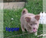 Small #2 Chihuahua