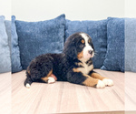 Small #2 Bernese Mountain Dog