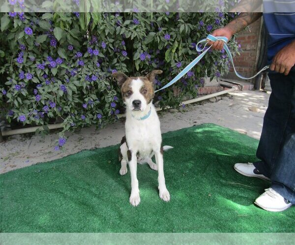 Medium Photo #2 Labrador Retriever-Unknown Mix Puppy For Sale in San Diego, CA, USA
