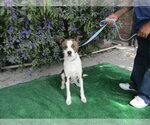 Small #1 Labrador Retriever Mix