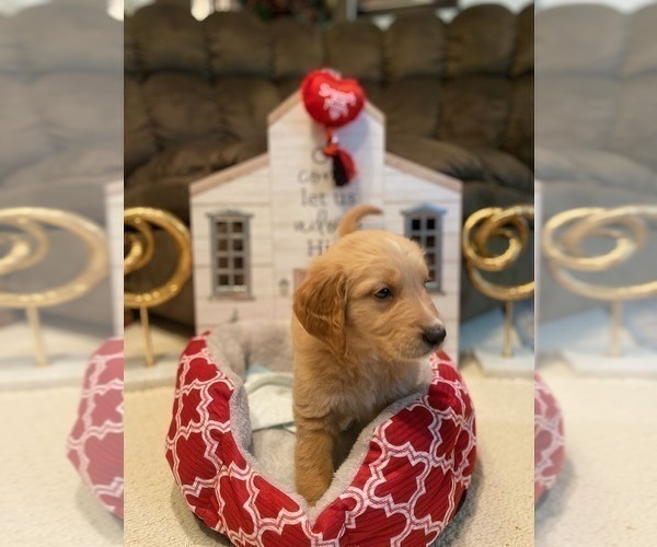 Medium Photo #26 Golden Retriever Puppy For Sale in SANFORD, NC, USA