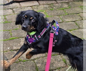 Markiesje-Spaniel Mix Dogs for adoption in Oakhurst, NJ, USA