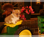 Small Photo #6 Pembroke Welsh Corgi Puppy For Sale in SPRINGFIELD, MO, USA