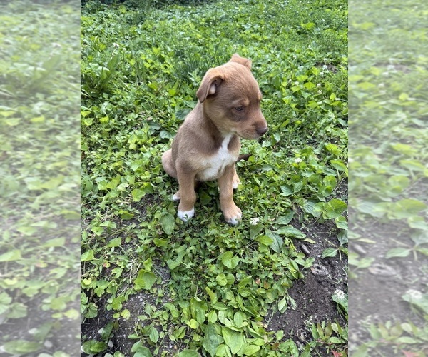 Medium Photo #3 Mutt Puppy For Sale in ELDORADO, IL, USA