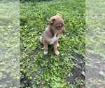 Small #2 Mutt
