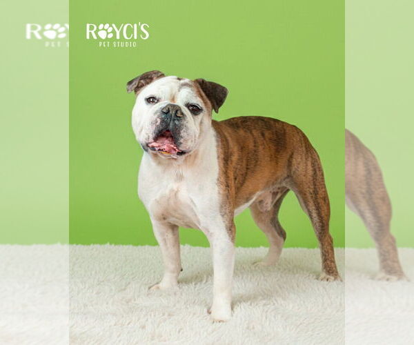 Medium Photo #2 Bulloxer Puppy For Sale in Salt Lake City, UT, USA