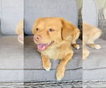 Small #3 Chihuahua-Spaniel Mix