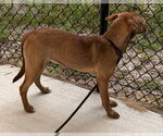 Small #1 Labrador Retriever